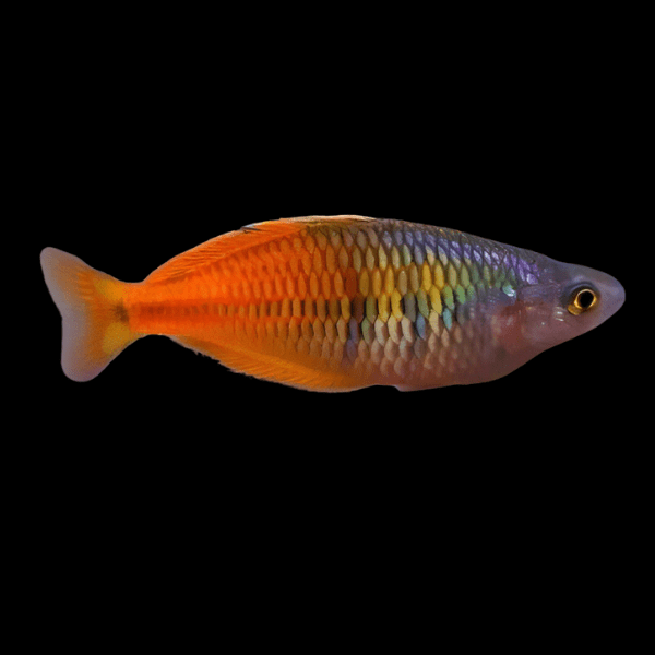 Fire Red Boesemani Rainbow - Melanotaenia Boesemani