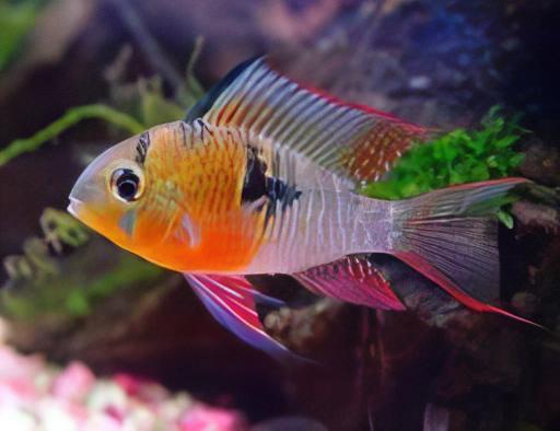 Bolivian Ram Cichlid - Mikrogeophagus Altispinosus