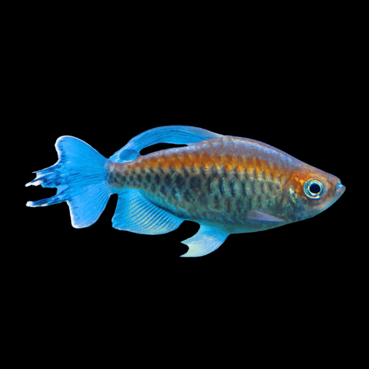 Congo Tetra PT - Phenacogrammus Interruptu