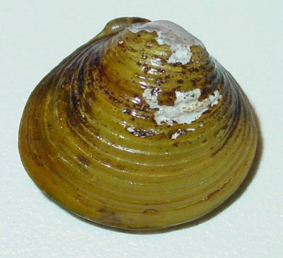 Freshwater Golden Clam - Corbicula Fluminea