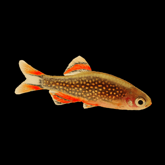 Galaxy Rasbora - Danio Margaritatatus