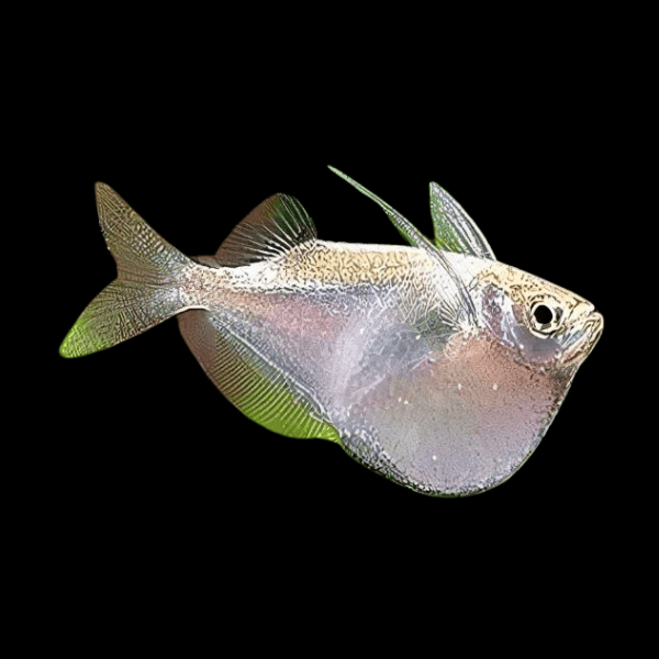 Giant Hatchet Fish - Thoracocharax Securis