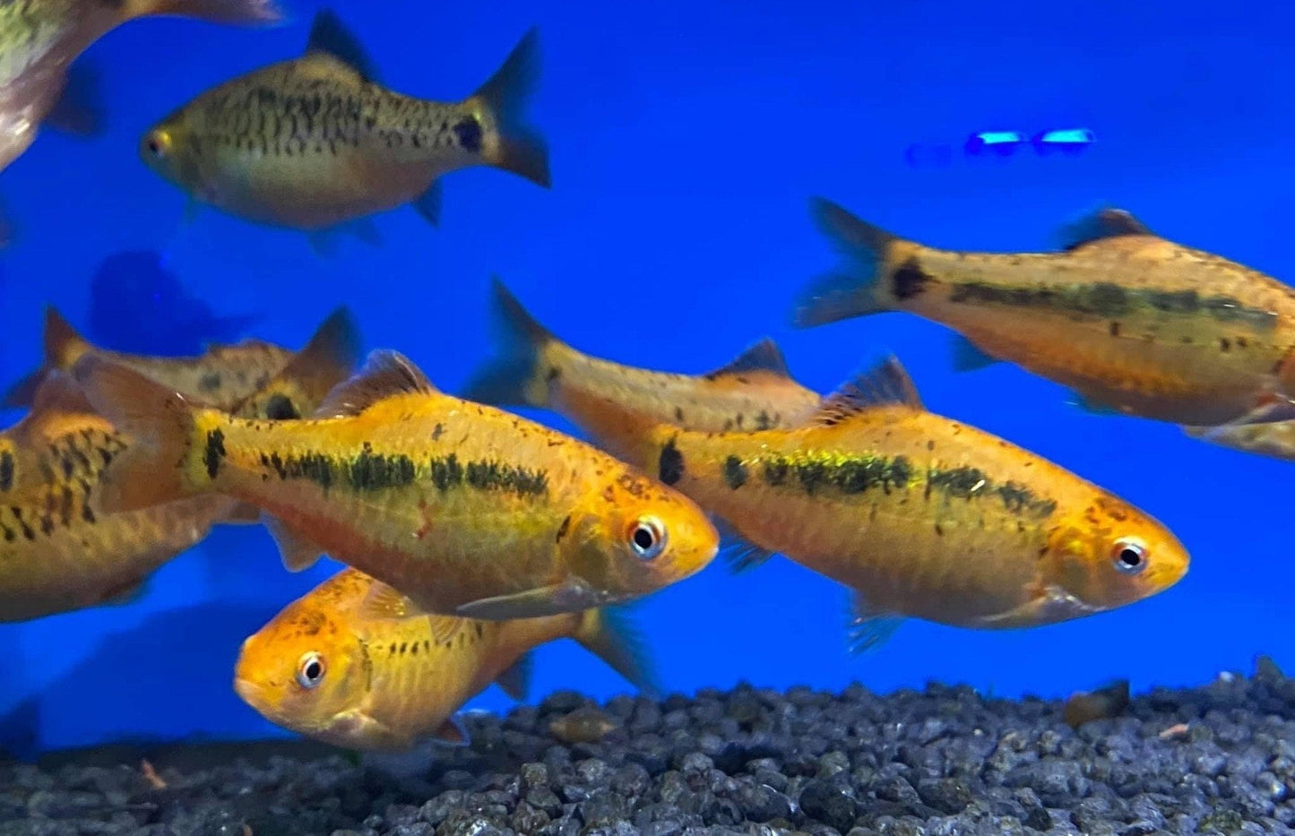 Gold Barb - Puntius Semifasciolatus