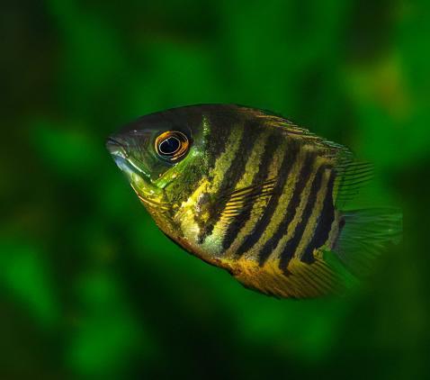 Green Banded Heros Severum