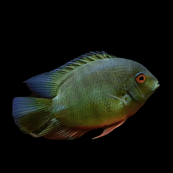 Green Banded Heros Severum
