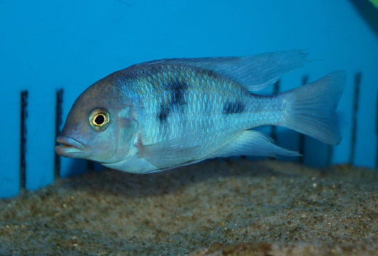 Blue Humphead PT (Blue Dolphin) - Cyrtocara Moorii