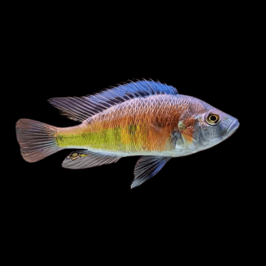 Hippo Point Salmon Cichlid - Ptyochromis Sp
