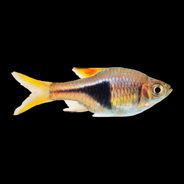 Harlequin Rasbora - Trigonostigma Heteromorpha