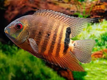 Mouthbrooding Severum - Heros Liberifer