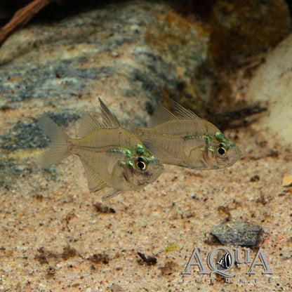 Indian Glass Fish - Parambassis Ranga