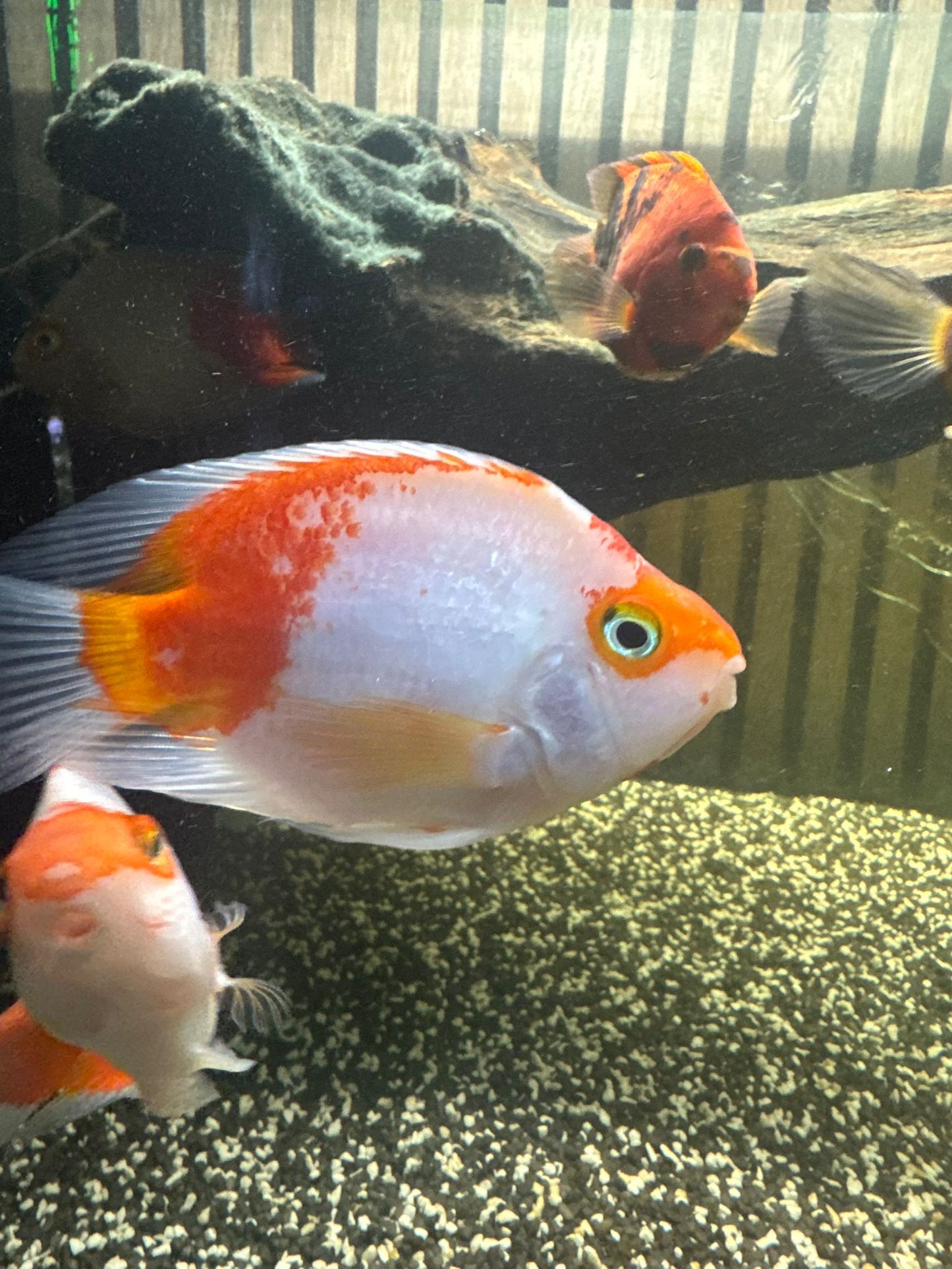 Red Santa Parrot  - 5 Inches