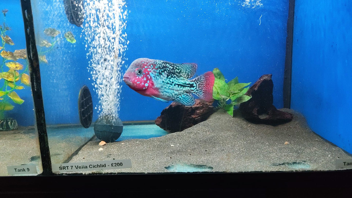SR7 Bloodline Hybrid Vieja 4-5 Inches