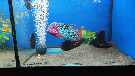 SR7 Bloodline Hybrid Vieja 4-5 Inches
