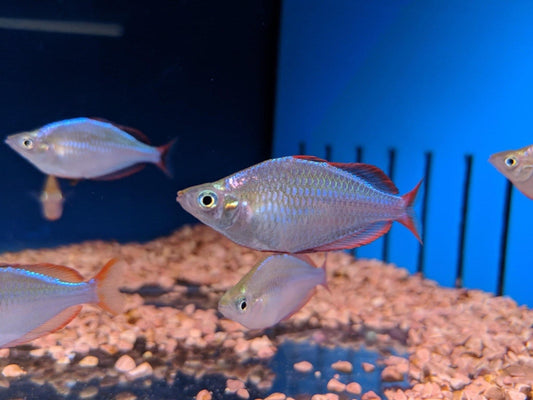 Neon Dwarf Rainbowfish - Melanotaenia Praecox