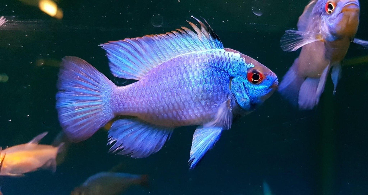 Electric Ram Balloon - Mikrogeophagus Ramirezi Electric Balloon Blue