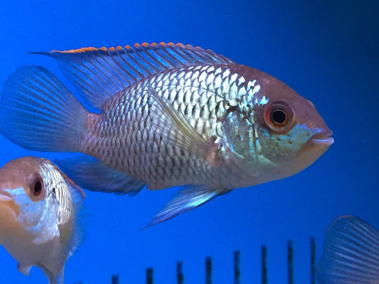 Electric Blue Acara - Andinoacara Pulcher
