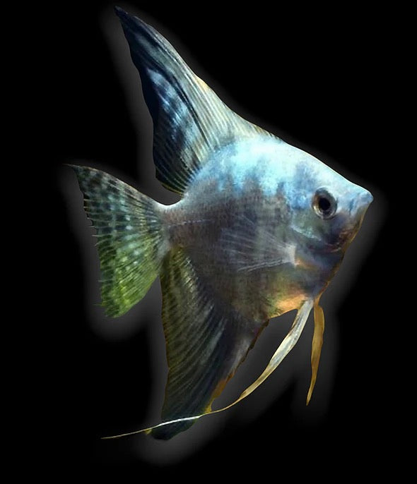Blue Smoke Angel - Pterophyllum Scalare Blue Smoke