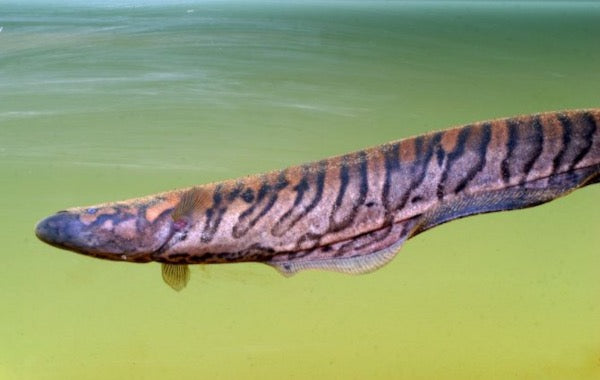 Tiger Knifefish - Gymnotus Tigre
