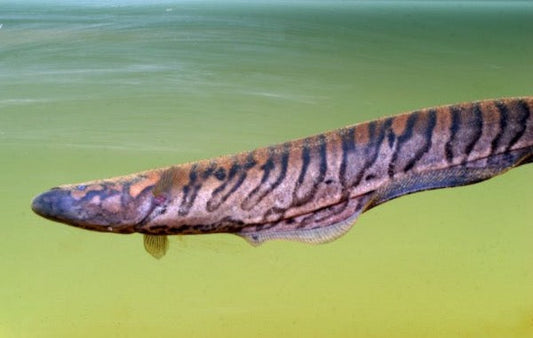 Tiger Knifefish - Gymnotus Tigre