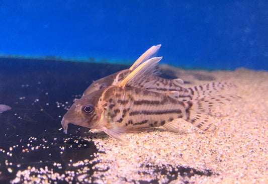 Corydoras Pulcher