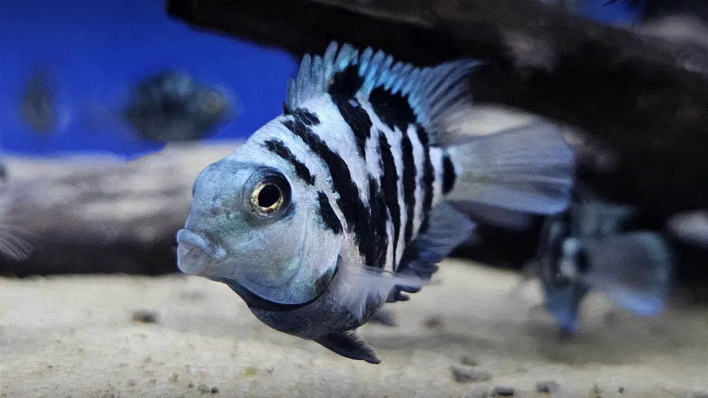Blue Polar Parrot Cichlid - Amatitlania Nigrofasciata
