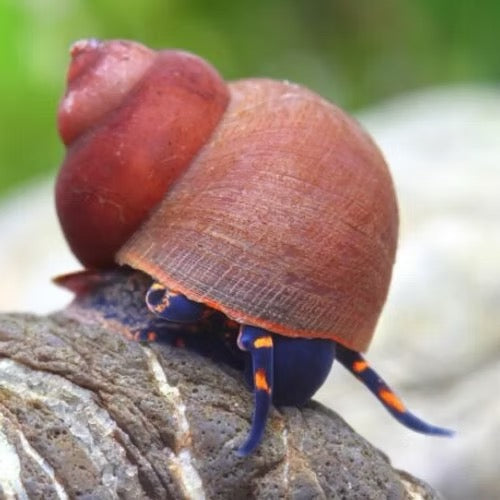 Blueberry Snail - Viviparus sp