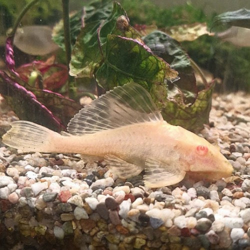 Albino Marble Sailfin Pleco - Pterygoplichthys Gibbiceps Albino