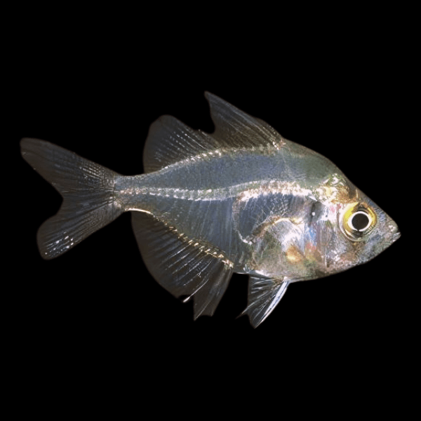 Indian Glass Fish - Parambassis Ranga