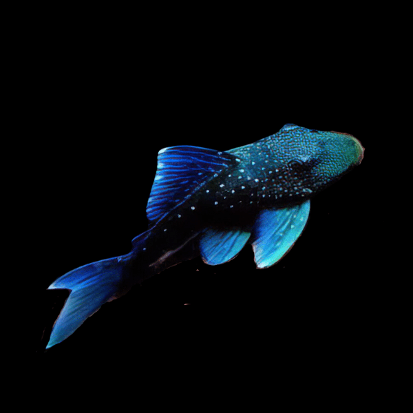 Blue Phantom Plec Wild PT - L128
