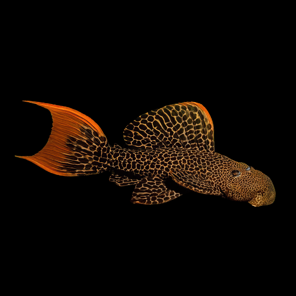 Leopard Cactus Pleco Pseudacanthicus Leopardus L600