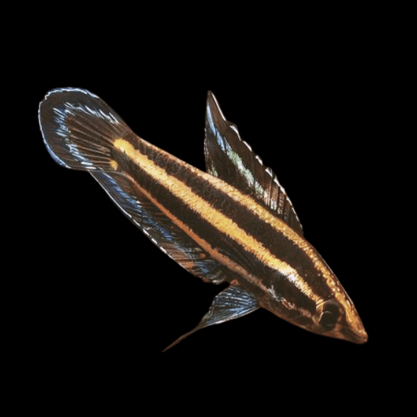 Deissners Liquorice Gourami - Parosphromenus Deissneri
