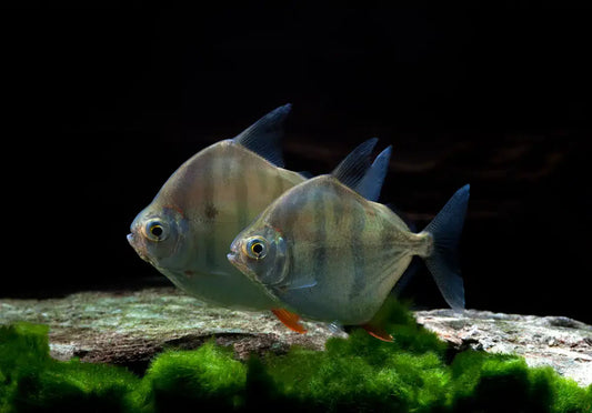 Rio Capim Silver Dollar - Metynnis Fasciatus