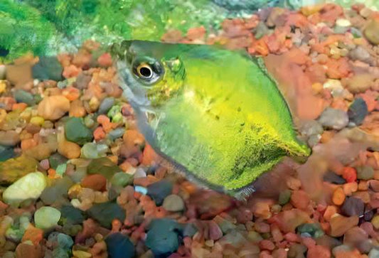 Green Silver Dollar - Metynnis Argenteus