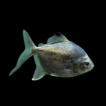 Green Silver Dollar - Metynnis Argenteus