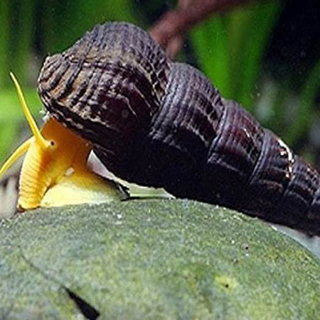 Golden Rabbit Snail - Tylomelania Gemmifera