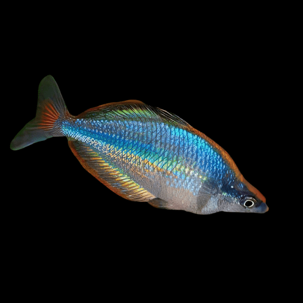 Gidomen Village Rainbowfish - Glossolepis sp. Gidomen (Sold As A Pair)