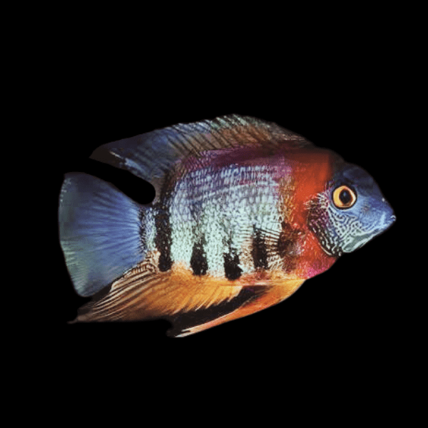 Redneck Severum - Heros Sp. Rotkeil
