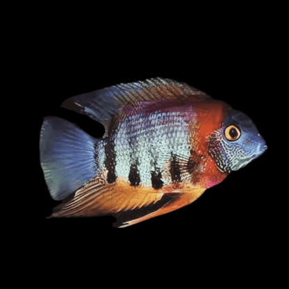 Redneck Severum - Heros Sp. Rotkeil