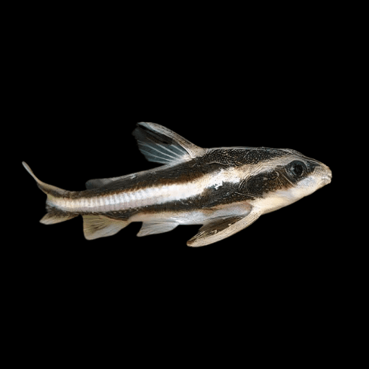 Striped Raphael Dora Catfish - Platydoras Armatulus