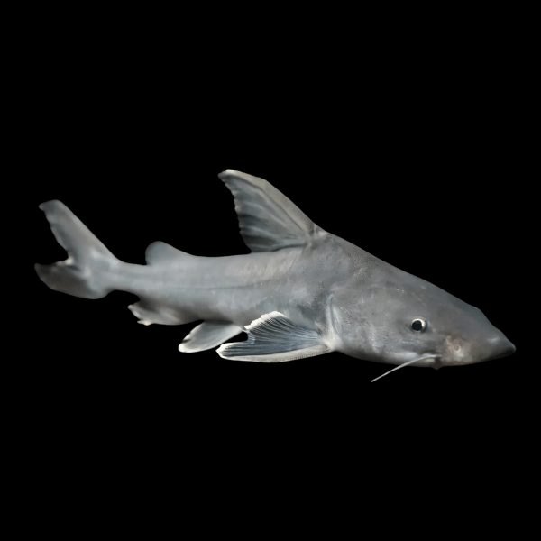 Armoured Stormii Catfish -  Hemiarius Stormii
