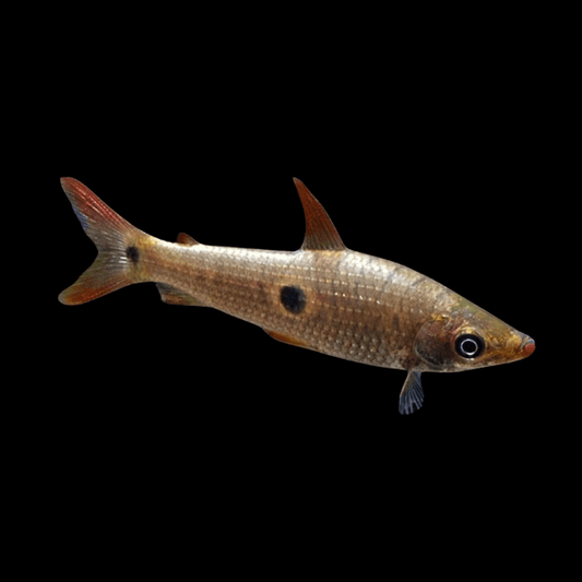 Three Spot Headstander - Pseudanos Trimaculatus