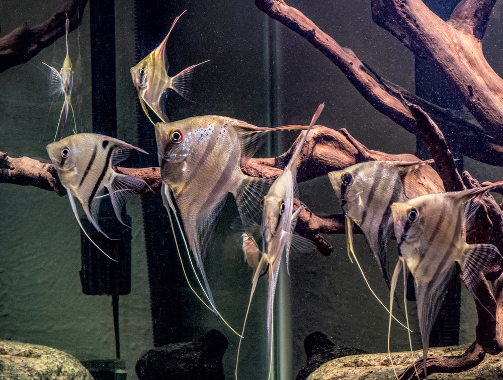 Altum Angelfish - Pterophyllum Altum