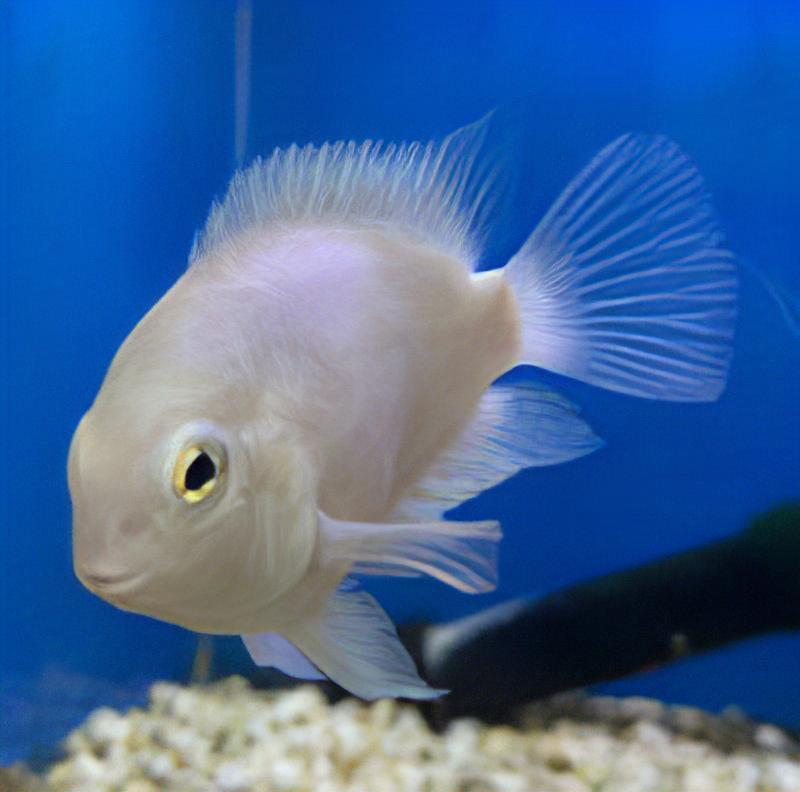Lionhead White Blood Parrot Cichlid - Amphilophus Citrinellus X Vieja Melanura