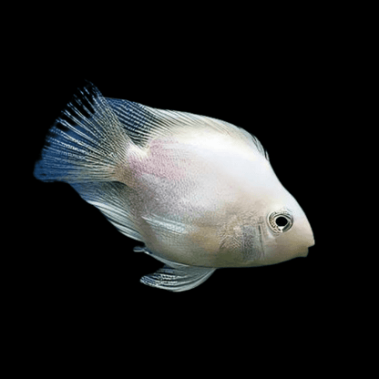 Lionhead White Blood Parrot Cichlid - Amphilophus Citrinellus X Vieja Melanura