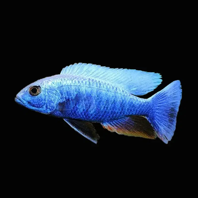 Electric Blue Iceberg Cichlid - Sciaenochromis Fryeri Iceberg