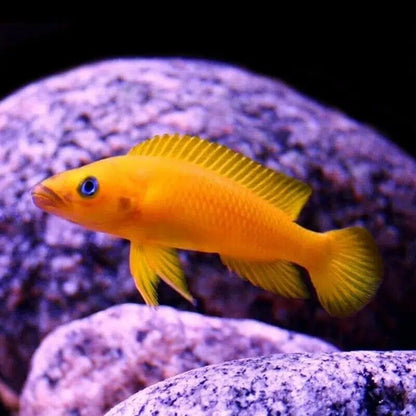 Lemon Cichlid - Neolamprologus Leleupi