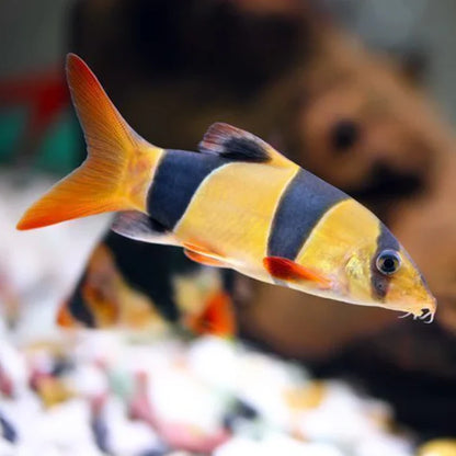Botia Clown Loach Wild - Chromobotia Macracanthus