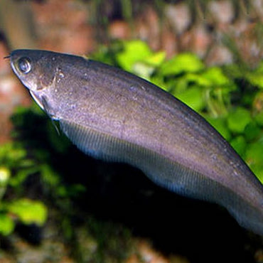 African Brown Knifefish (Xenomystus Nigri)