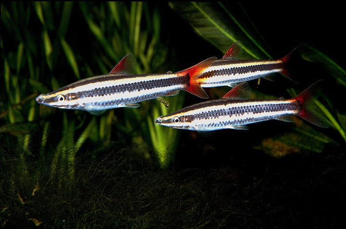 Anostomus Headstander
