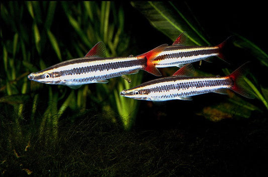 Anostomus Headstander